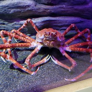 Meet your Posher, Carly